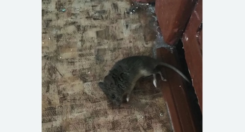 Дезинфекция от мышей в Котовске