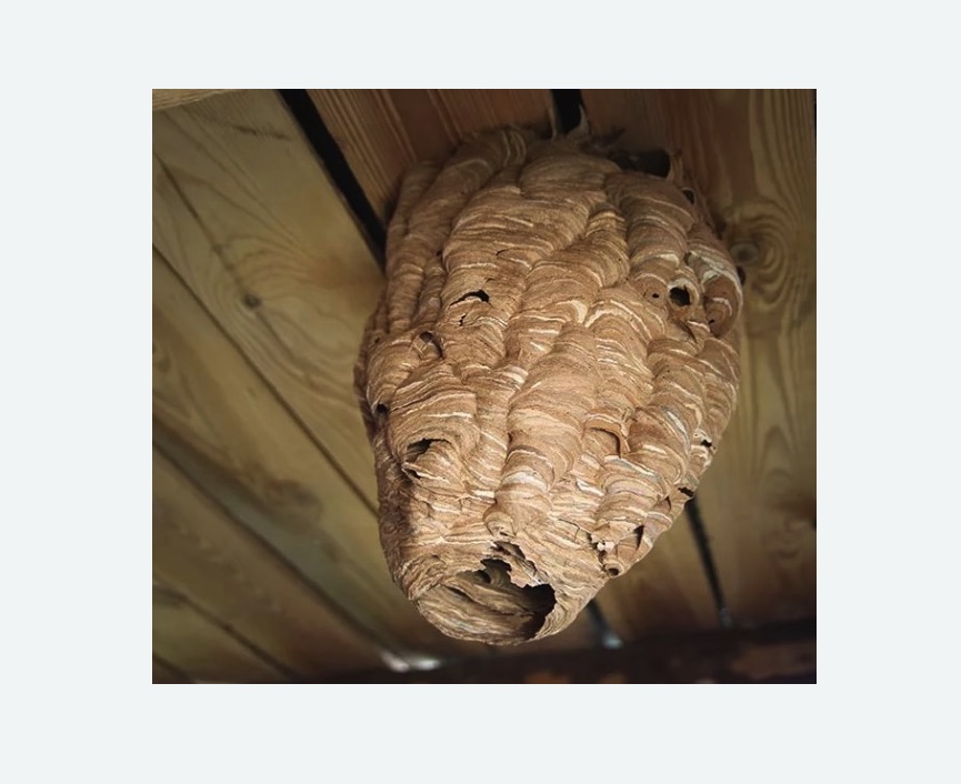 обработка от шершней в Котовске