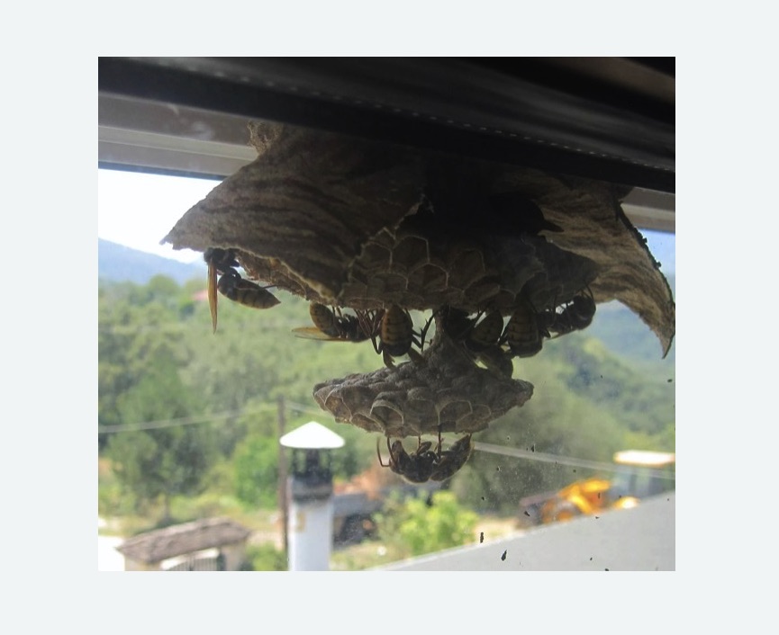 Уничтожение гнёзд шершней в Котовске