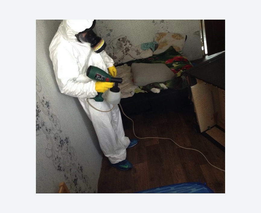 Обработка от насекомых в Котовске Обработка квартиры от насекомых
