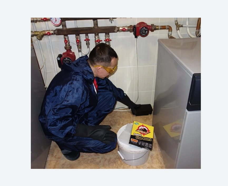 Уничтожение крыс в Котовске