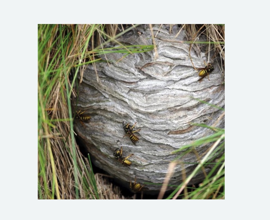 Уничтожение ос и ульев в Котовске